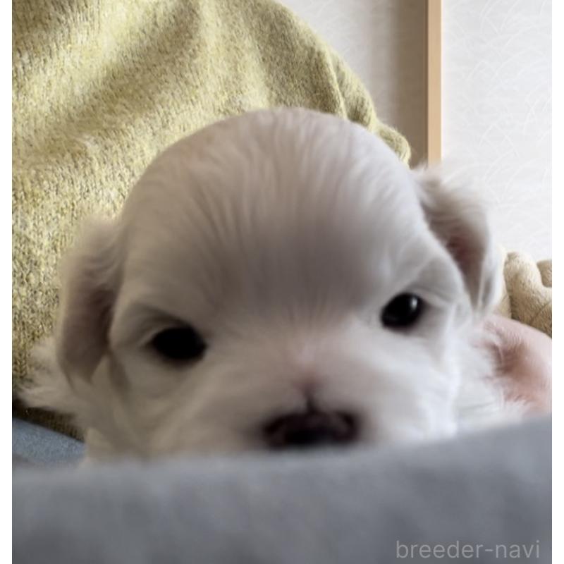 販売中の滋賀県のマルチーズ-430675の110枚目