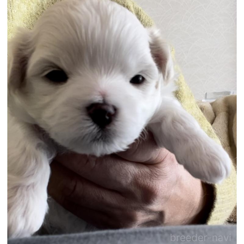 販売中の滋賀県のマルチーズ-430675の109枚目