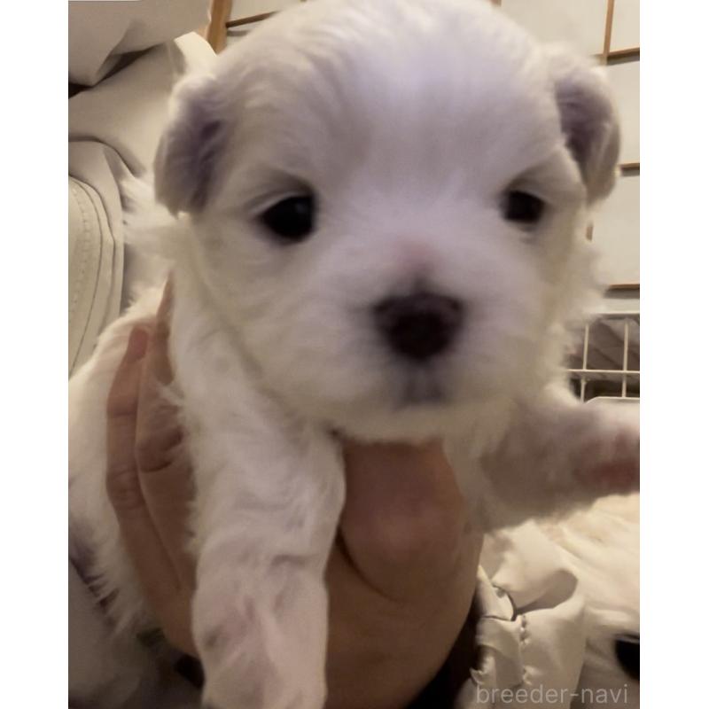 販売中の滋賀県のマルチーズ-430675の107枚目