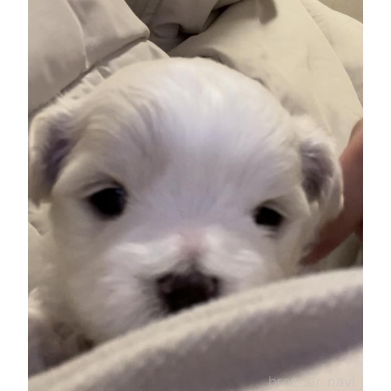 販売中の滋賀県のマルチーズ-430675の106枚目