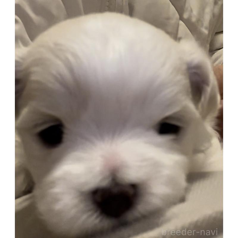 販売中の滋賀県のマルチーズ-430675の105枚目