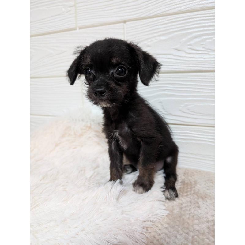 販売中の宮崎県のチワプー:チワワ×トイプードル-432789