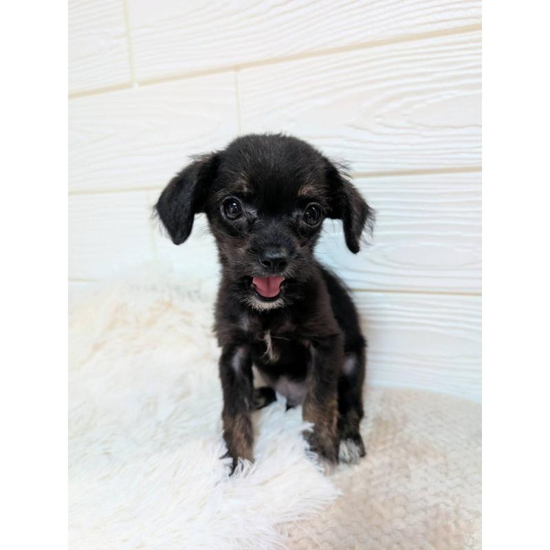 販売中の宮崎県のチワプー:チワワ×トイプードル-432789の6枚目