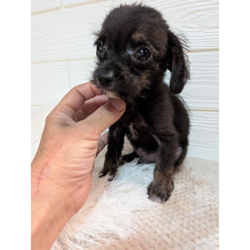 販売中の宮崎県のチワプー:チワワ×トイプードル-432789の5枚目