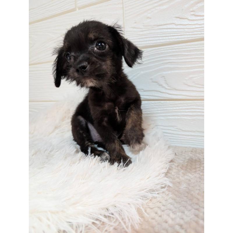 販売中の宮崎県のチワプー:チワワ×トイプードル-432789の4枚目