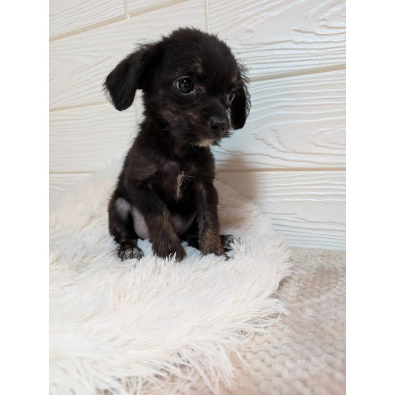 販売中の宮崎県のチワプー:チワワ×トイプードル-432789の3枚目