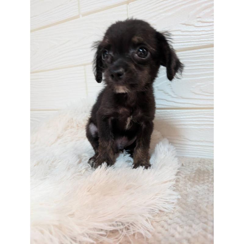 販売中の宮崎県のチワプー:チワワ×トイプードル-432789の2枚目