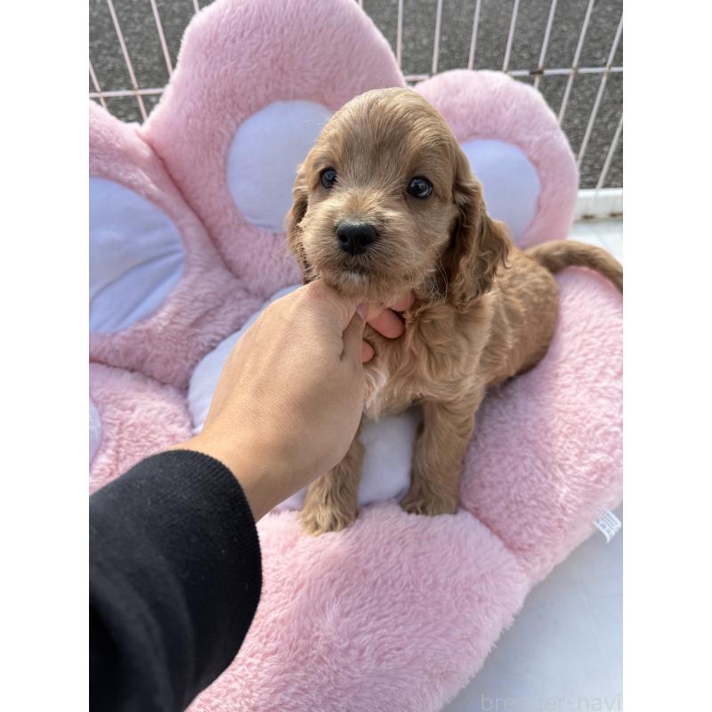 販売中の岐阜県のコッカプー:アメリカンコッカースパニエル×トイプードル-432791の3枚目