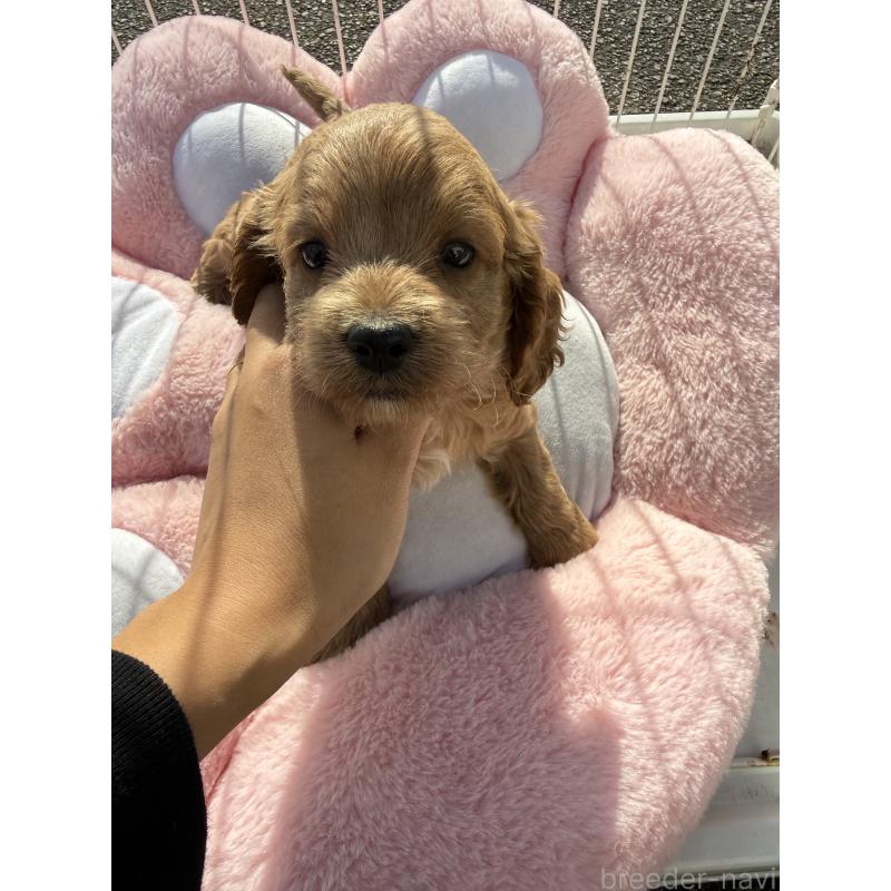 販売中の岐阜県のコッカプー:アメリカンコッカースパニエル×トイプードル-432791の2枚目