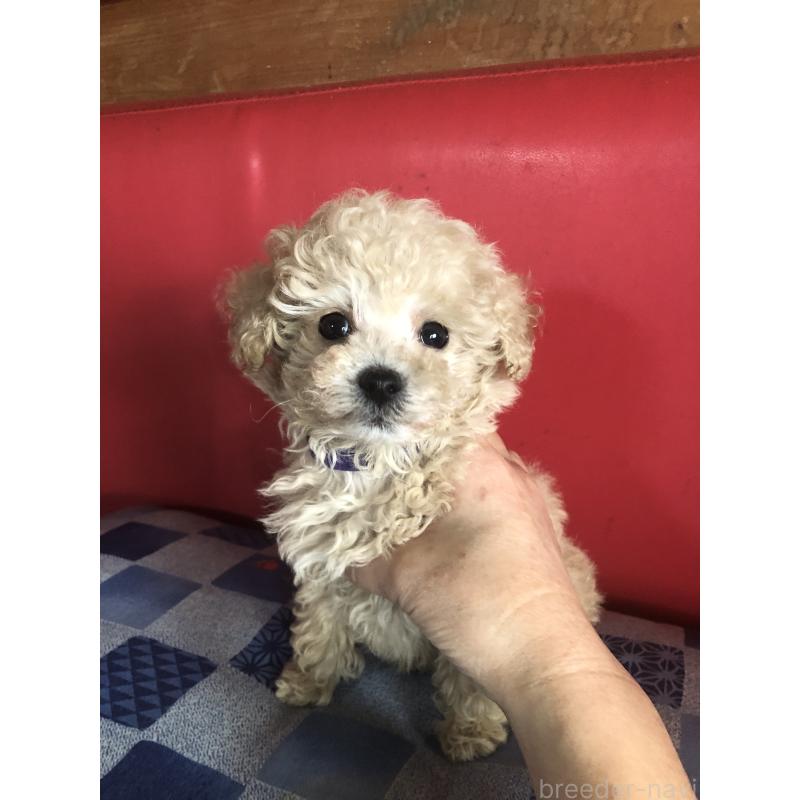 販売中の兵庫県のトイプードル-431957