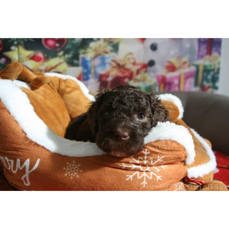 販売中の東京都のポーチュギーズウォータードッグ-429089の5枚目