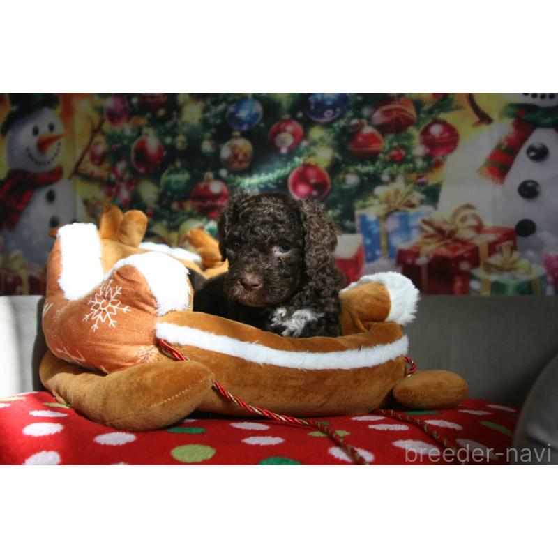 販売中の東京都のポーチュギーズウォータードッグ-429089の4枚目