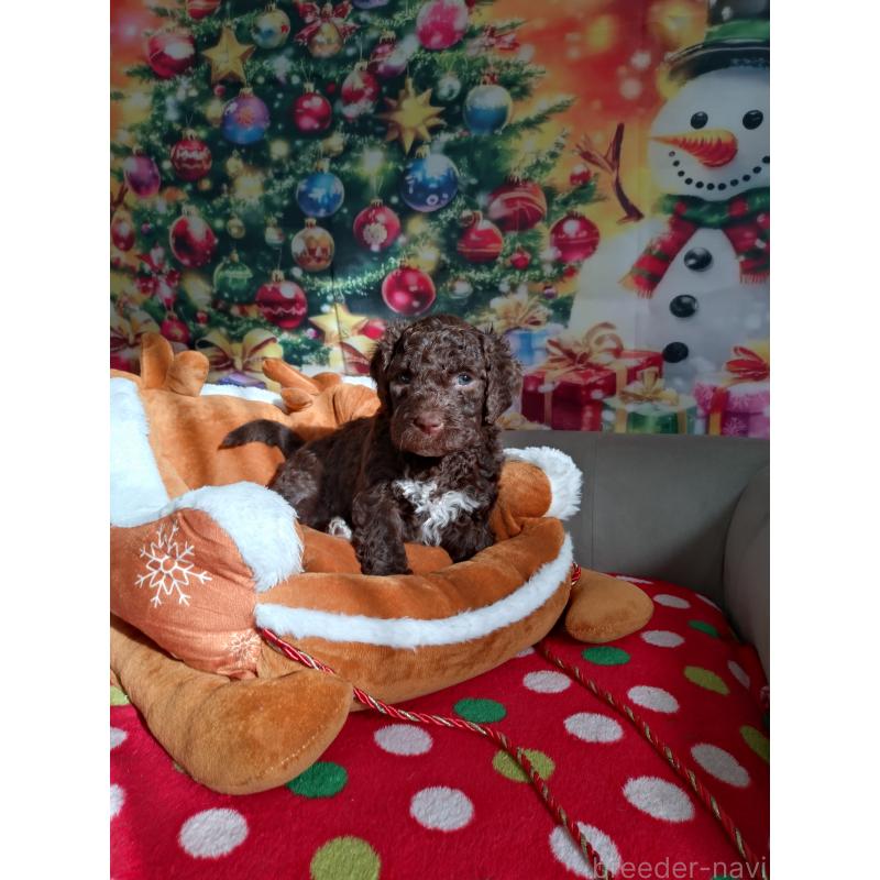 販売中の東京都のポーチュギーズウォータードッグ-429089の3枚目