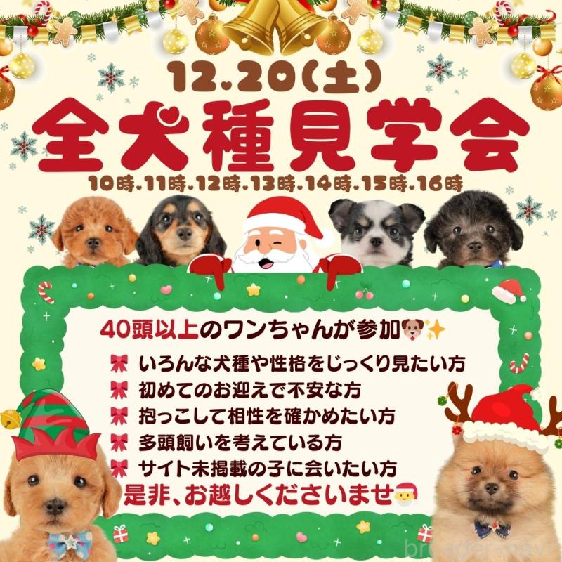 成約済の静岡県のチワックス:チワワ×ミニチュアダックスフンド-423111の3枚目