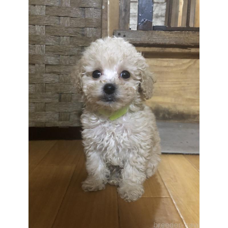 販売中の兵庫県のトイプードル-431958