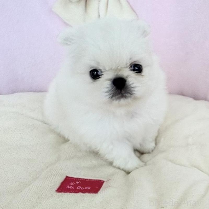 販売中の愛知県のミックス犬-432794の12枚目