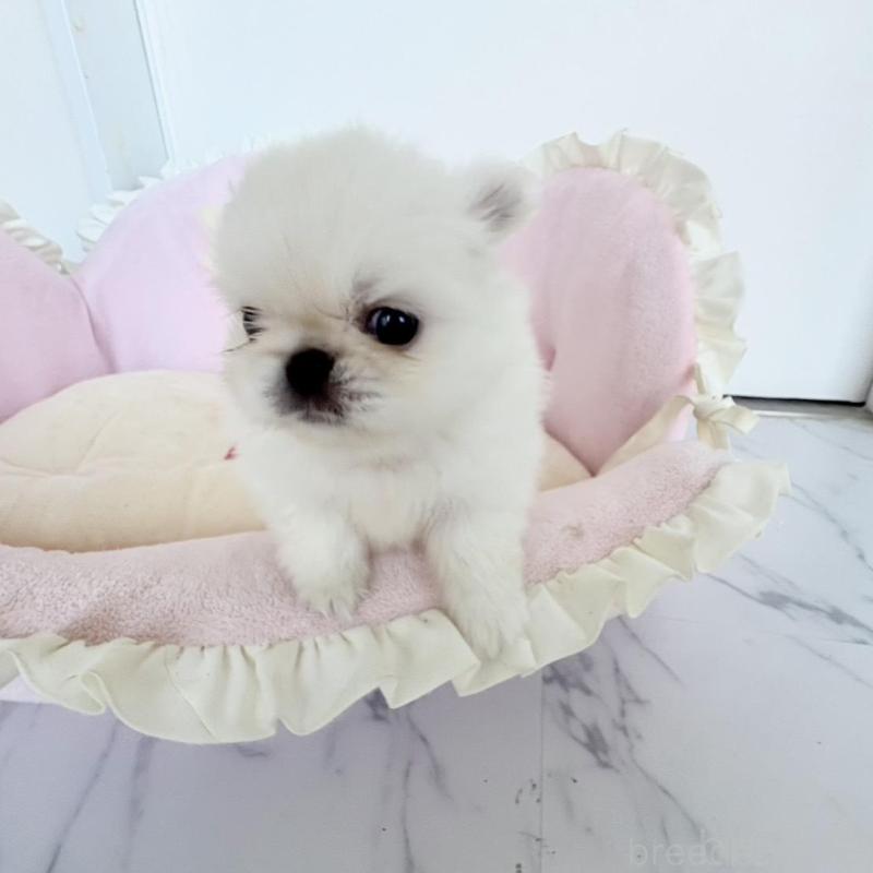 販売中の愛知県のミックス犬-432794の11枚目