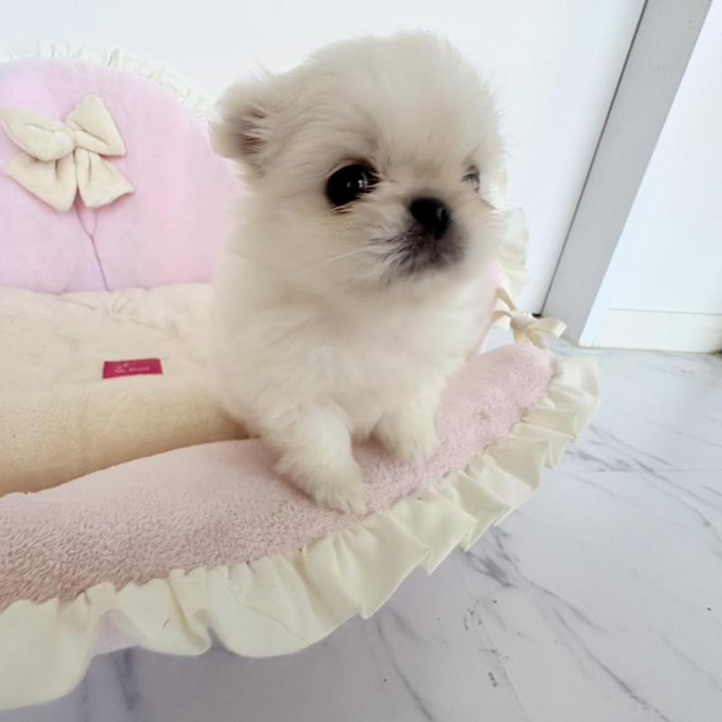 販売中の愛知県のミックス犬-432794の10枚目