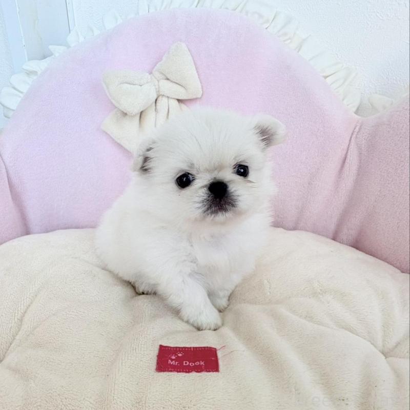 販売中の愛知県のミックス犬-432794の9枚目