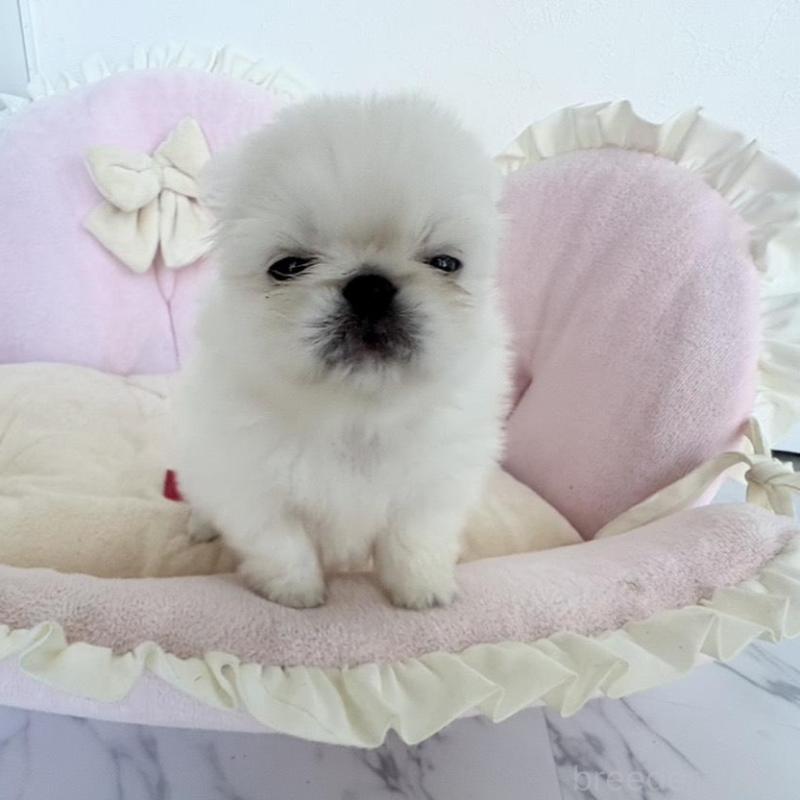 販売中の愛知県のミックス犬-432794の8枚目