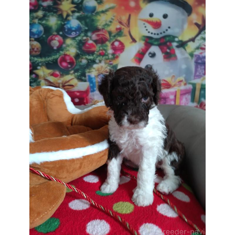 販売中の東京都のポーチュギーズウォータードッグ-429088の4枚目