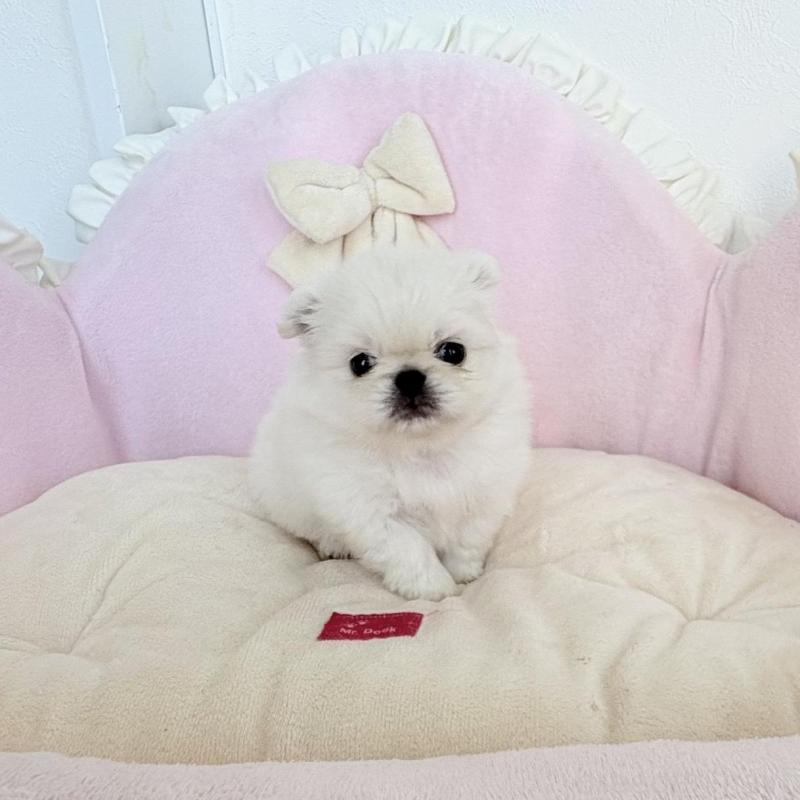 販売中の愛知県のミックス犬-432794の7枚目