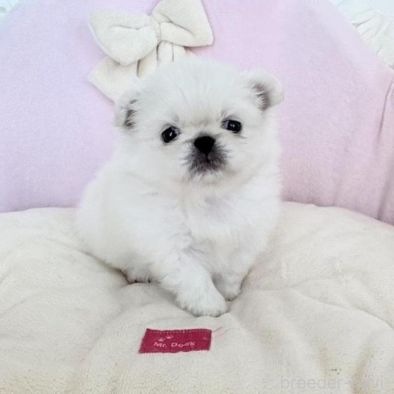 販売中の愛知県のミックス犬-432794