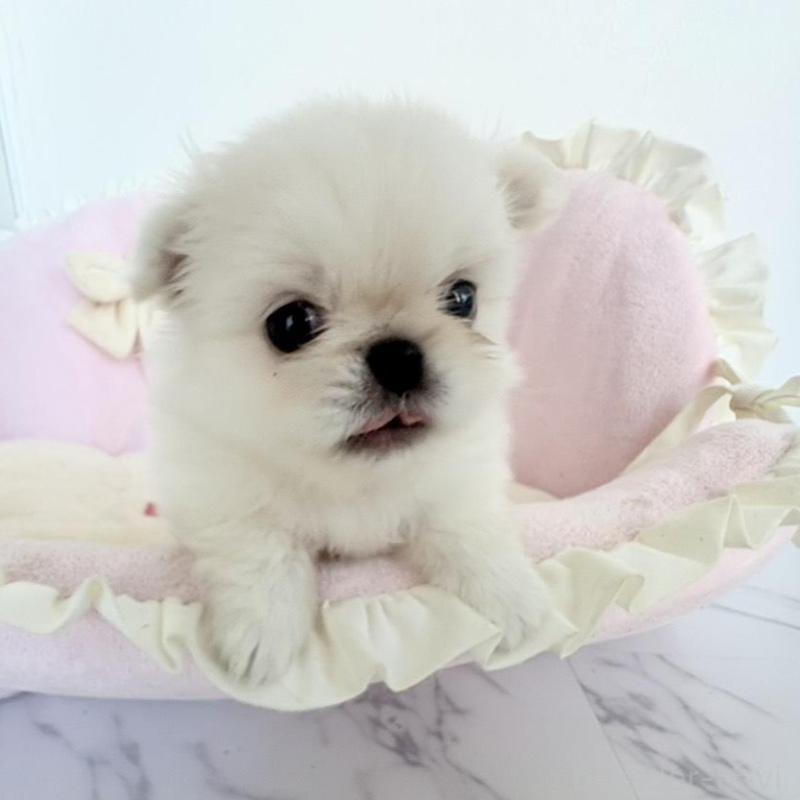 販売中の愛知県のミックス犬-432794の6枚目