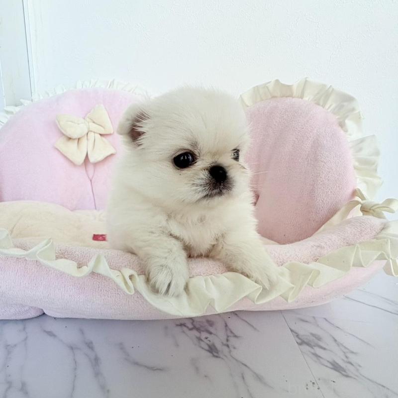 販売中の愛知県のミックス犬-432794の4枚目