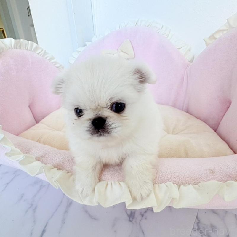 販売中の愛知県のミックス犬-432794の3枚目