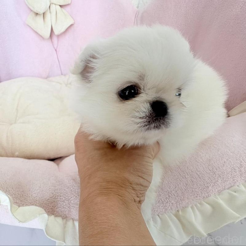 販売中の愛知県のミックス犬-432794の2枚目