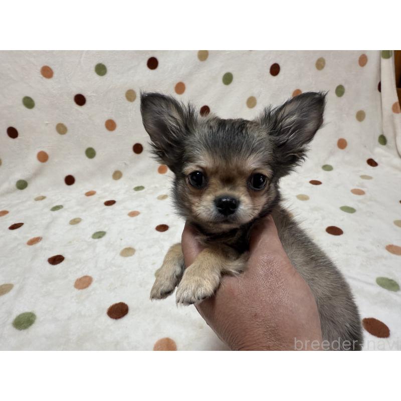 販売中の岐阜県のチワワ(ロングコート)-424953の2枚目