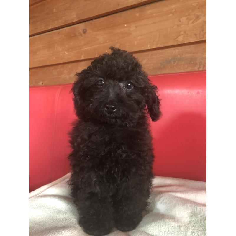 販売中の兵庫県のトイプードル-431955