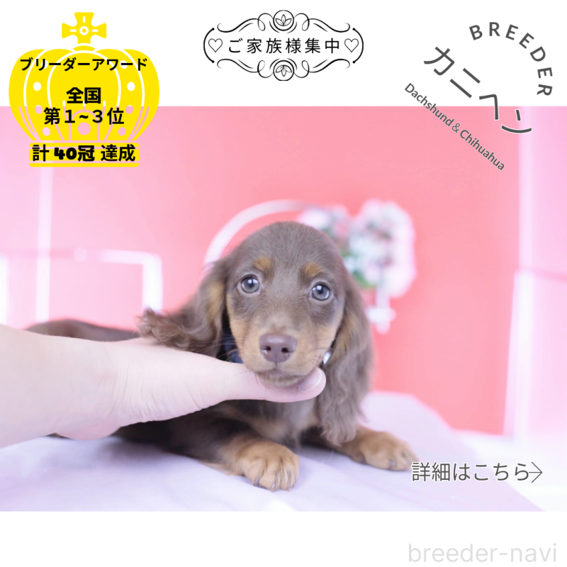 販売中の愛知県のカニンヘンダックスフンド(ロングヘアード)-421521