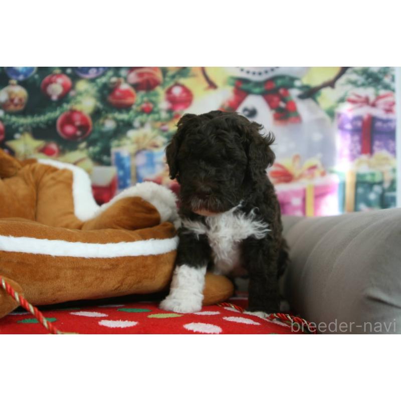 成約済の東京都のポーチュギーズウォータードッグ-429097の7枚目