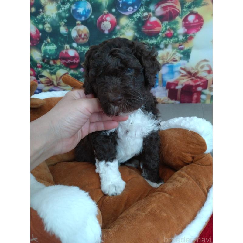 成約済の東京都のポーチュギーズウォータードッグ-429097の6枚目