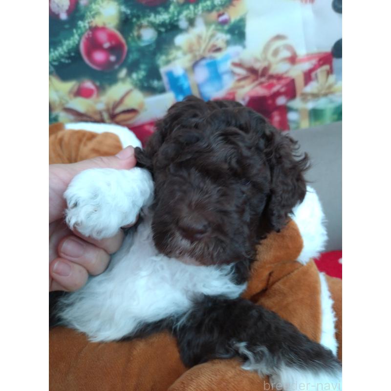 成約済の東京都のポーチュギーズウォータードッグ-429097の5枚目