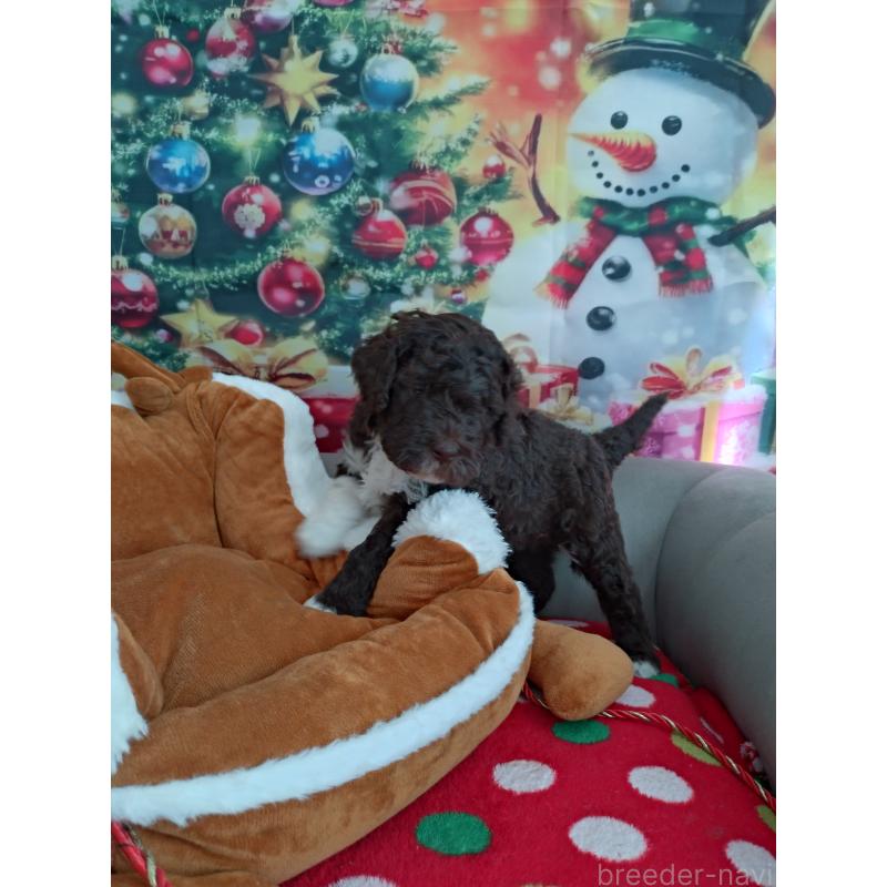 成約済の東京都のポーチュギーズウォータードッグ-429097の4枚目