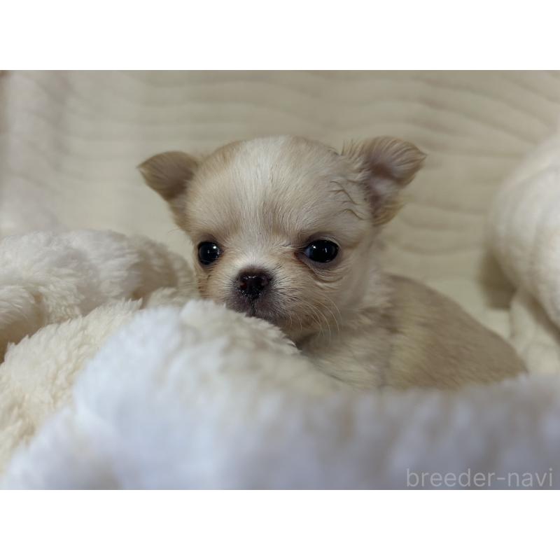 販売中の京都府のチワワ(ロングコート)-432795の5枚目