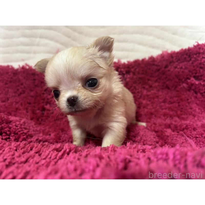 販売中の京都府のチワワ(ロングコート)-432795の4枚目