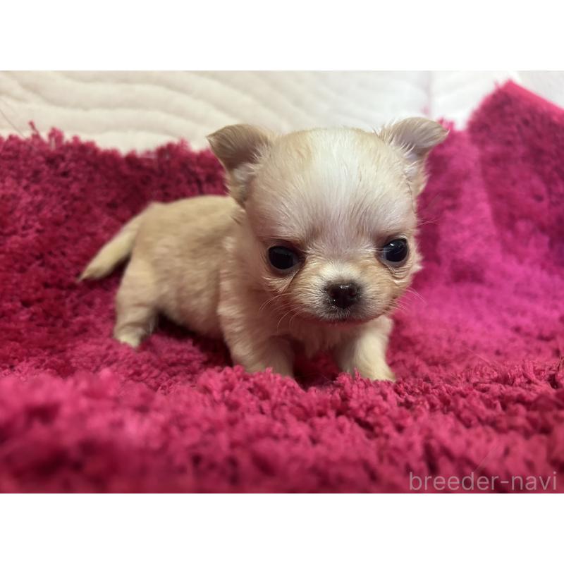 販売中の京都府のチワワ(ロングコート)-432795の3枚目