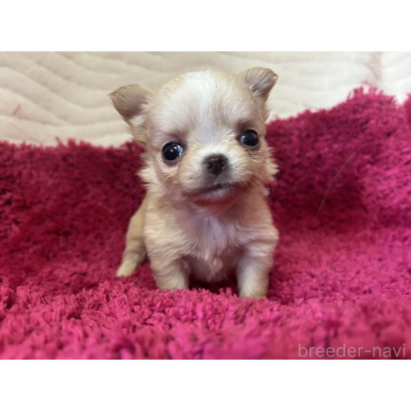 販売中の京都府のチワワ(ロングコート)-432795