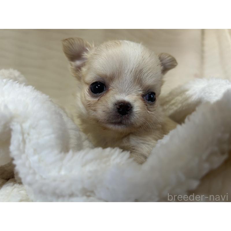 販売中の京都府のチワワ(ロングコート)-432795の2枚目