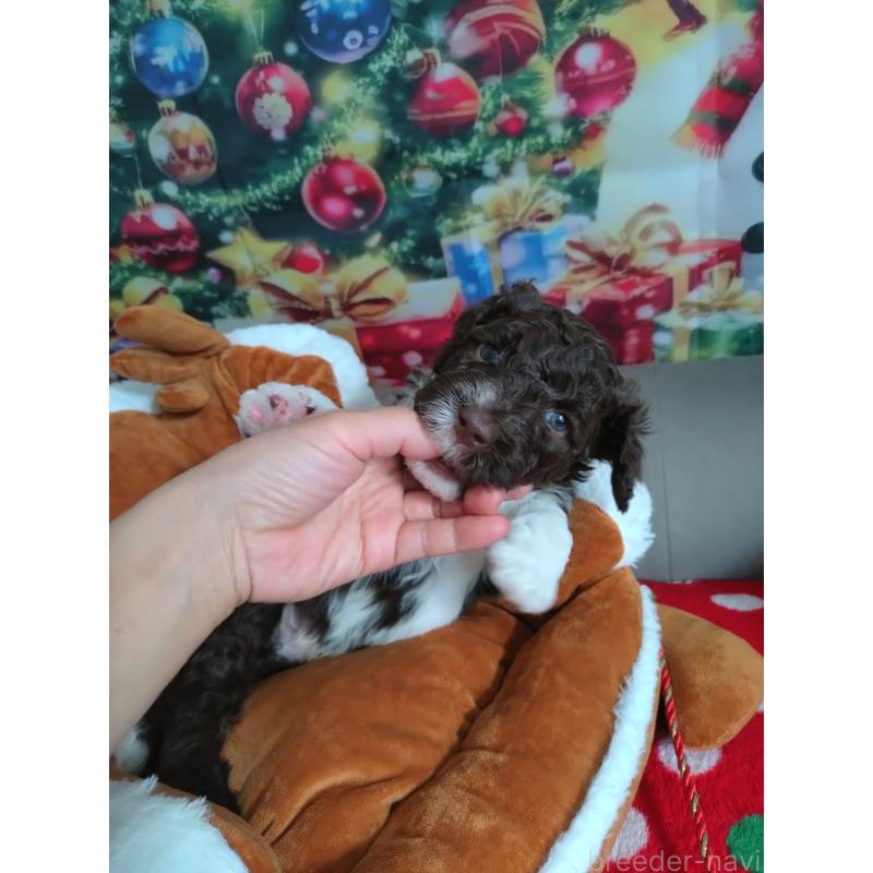 販売中の東京都のポーチュギーズウォータードッグ-429085の3枚目