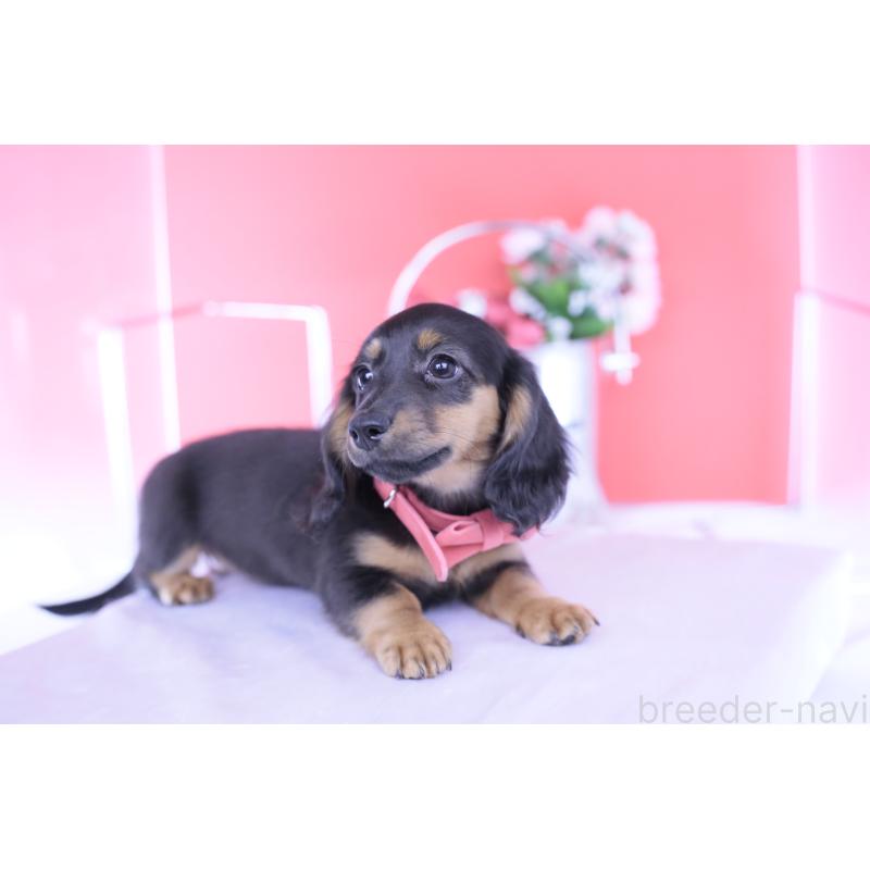 販売中の愛知県のカニンヘンダックスフンド(ロングヘアード)-422277の10枚目