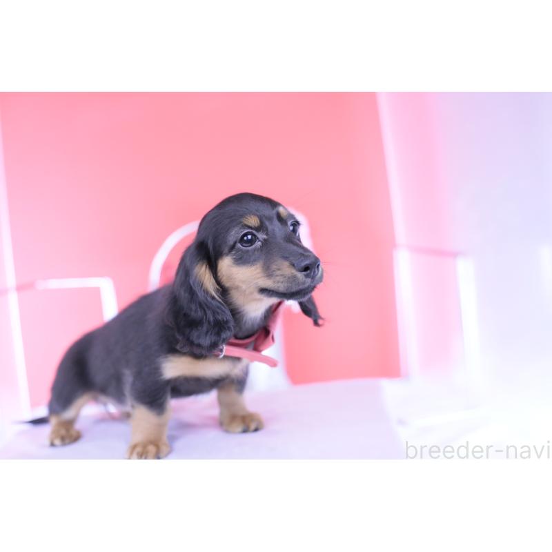 販売中の愛知県のカニンヘンダックスフンド(ロングヘアード)-422277の7枚目