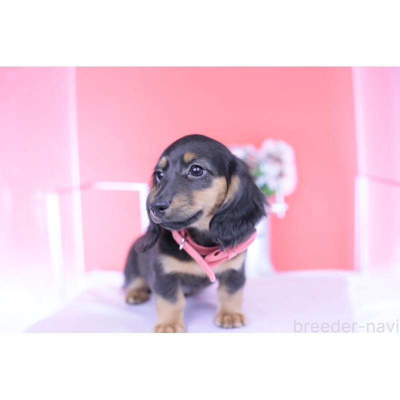 販売中の愛知県のカニンヘンダックスフンド(ロングヘアード)-422277の6枚目