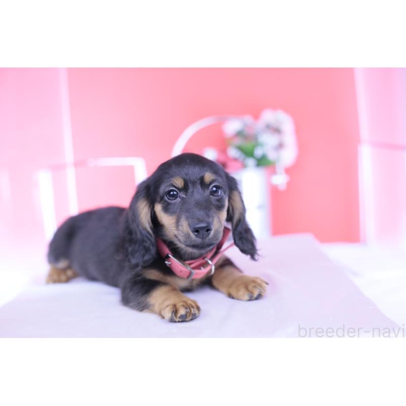 販売中の愛知県のカニンヘンダックスフンド(ロングヘアード)-422277の4枚目