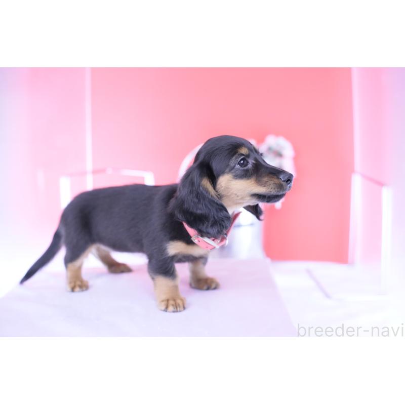 販売中の愛知県のカニンヘンダックスフンド(ロングヘアード)-422277の2枚目