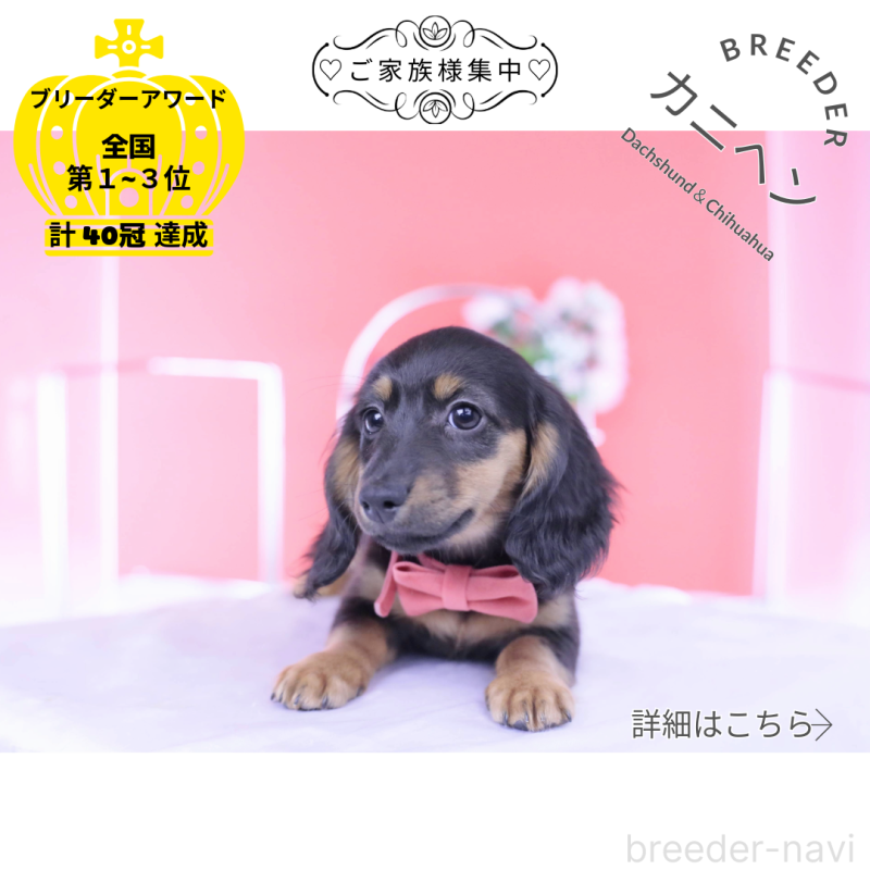 販売中の愛知県のカニンヘンダックスフンド(ロングヘアード)-422277